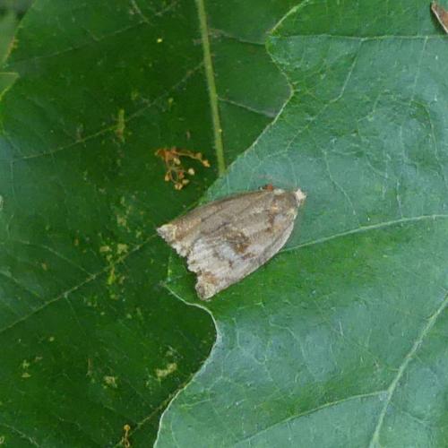 Réf. 325 359 : Archips sp.